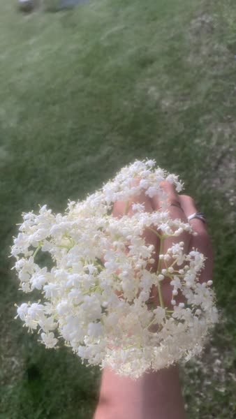 Elderflower Drink For Fevers