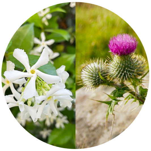 Discernment Flower Essence